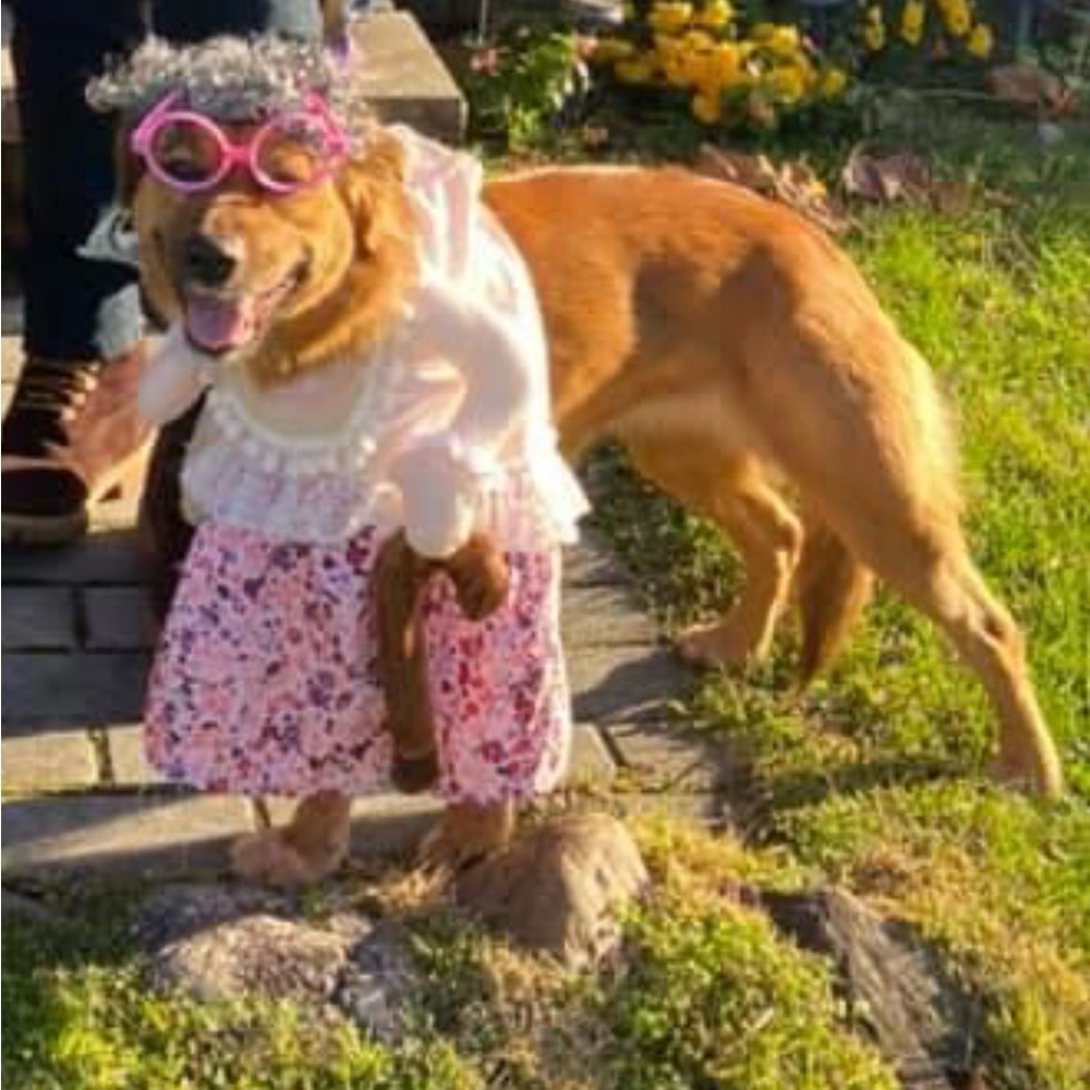 Dog Grandma Costume